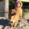 Superschmuser Socke sucht seine Menschen