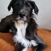 Wir suchen dringend jemanden für Otis!