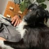 Wir suchen dringend jemanden für Otis!