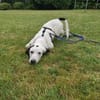 Scotty aus 46483 Wesel