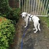 Scotty aus 46483 Wesel