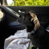 Fifi, wunderbarer Hundemann, 7J 49326