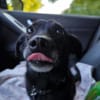 Fifi, wunderbarer Hundemann, 7J 49326