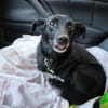 Fifi, wunderbarer Hundemann, 7J 49326