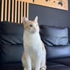 Liebevoller, aktiver Kater Eslovenia