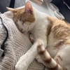Liebevoller, aktiver Kater Eslovenia