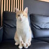 Liebevoller, aktiver Kater Eslovenia