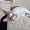 Liebevoller, aktiver Kater Eslovenia