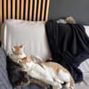 Liebevoller, aktiver Kater Eslovenia