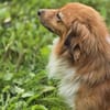 APOLLO -mit anderen Hunden verträglich