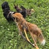 APOLLO -mit anderen Hunden verträglich