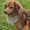 APOLLO -mit anderen Hunden verträglich