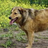 Abby sucht eine Pflegestelle
