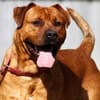 Tyson, su. Paten
