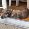 Emil - verträglich mit Hunden und Katzen