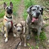 Emil - verträglich mit Hunden und Katzen