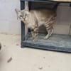 Perla sucht Liebe