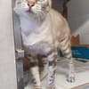 Perla sucht Liebe