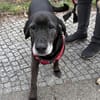 Marley - sehr zutraulich - NOTFALL