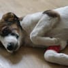 Alice sucht eine Pflegestelle