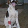 Alice sucht eine Pflegestelle