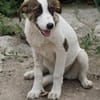 Alice sucht eine Pflegestelle