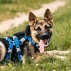 Verspielte Samantha sucht ihre Menschen