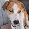 Lolek, zuckersüßer Hundemann sucht