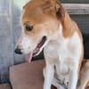 Lolek, zuckersüßer Hundemann sucht