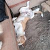 Lolek, zuckersüßer Hundemann sucht
