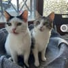 Kira & Mira Freundliche liebe Schwestern