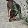 Lustiger Quincy - auf PS!