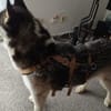 Freundliches Husky-Powerpaket Maxime