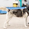 Freundliches Husky-Powerpaket Maxime