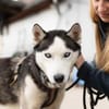 Freundliches Husky-Powerpaket Maxime