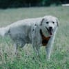 Bailey, unkomplizierter Senior, 10J 0738