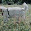 Bailey, unkomplizierter Senior, 10J 0738