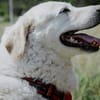 Bailey, unkomplizierter Senior, 10J 0738