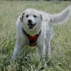 Bailey, unkomplizierter Senior, 10J 0738
