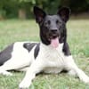 Goldige Crumble sucht Neuanfang