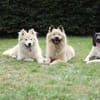 Goldige Crumble sucht Neuanfang