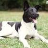 Goldige Crumble sucht Neuanfang