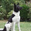 Goldige Crumble sucht Neuanfang