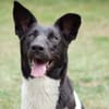 Goldige Crumble sucht Neuanfang