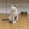 CHOUQUETTE
