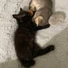 Sparrow et Angelo