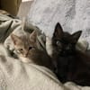 Sparrow et Angelo
