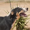 CARLOS (Maria)