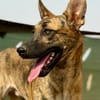 HUGO (Maria)