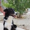 INDIO (Martina)